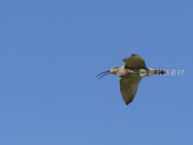 飞行中的Curlew (Numenius arquata)